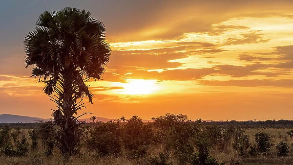 africa, Tanzania, Katavi National Park. sunset with palm tree