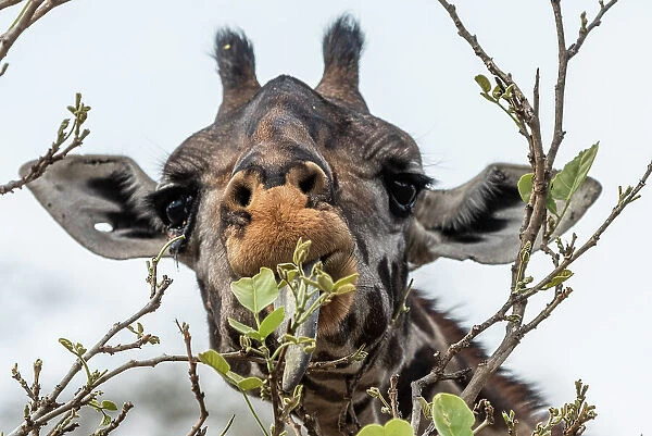 Africa, Tanzania, Katavi National Park. portrait of a giraffe eating