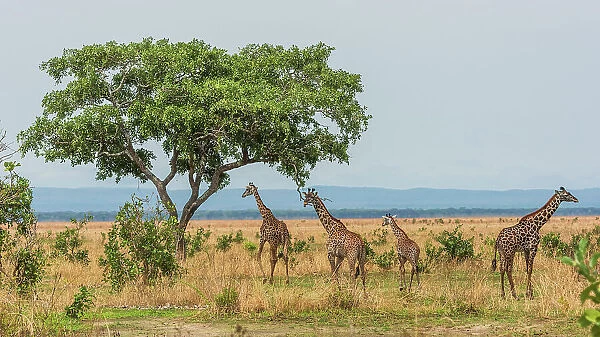 Africa, Tanzania, Katavi National Park. A giraffe family