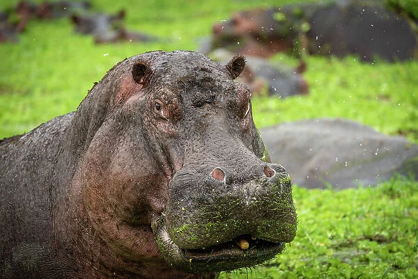 Africa, Tanzania, Katavi National Park. hippo portrait
