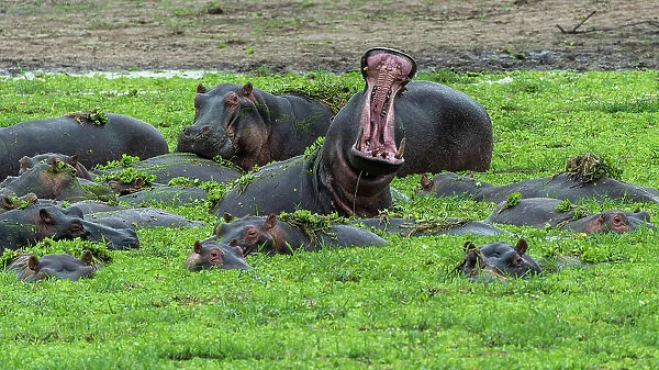 Africa, Tanzania, Katavi National Park. hippo yawning