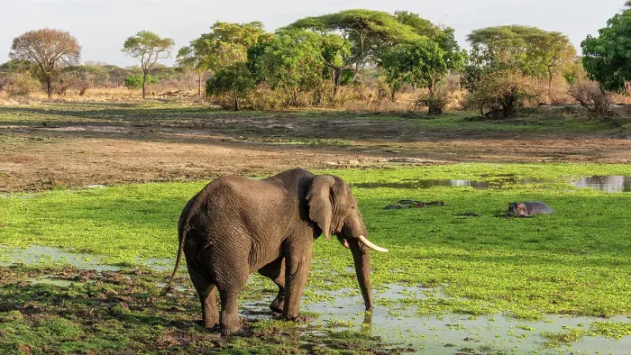Framed Print : Africa, Tanzania, Katavi National Park. An elephant bull drinking at the hippo pool at sunset Framed Print : Africa, Tanzania, Katavi National Park. An elephant bull drinking at the hippo pool at sunset