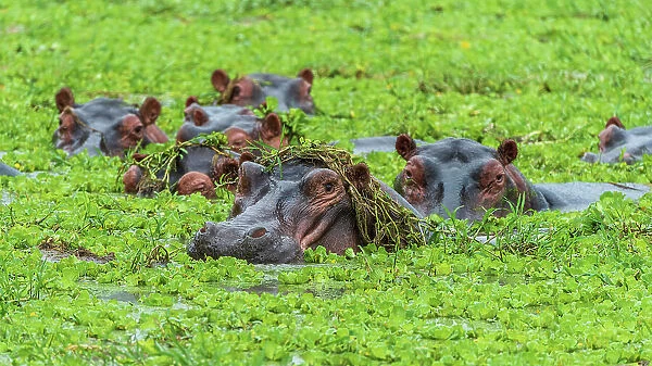 Africa, Tanzania, Katavi National Park. Some hippos in a pool with water lillies