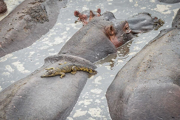 Africa, Tanzania, Katavi National Park. A hippo with a baby crocodile on its back