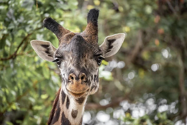 Africa, Tanzania, Katavi National Park. portrait of a giraffe