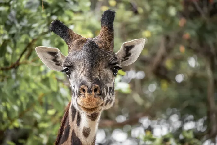Framed Print : Africa, Tanzania, Katavi National Park. portrait of a giraffe Framed Print : Africa, Tanzania, Katavi National Park. portrait of a giraffe