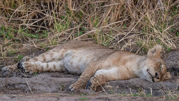 Africa, Tanzania, Katavi National Park. young lion cub, sleeping