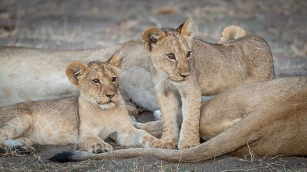 Africa, Tanzania, Katavi National Park. young lion cubs