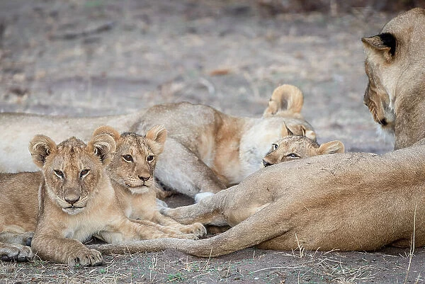 Africa, Tanzania, Katavi National Park. A lion family with cubs