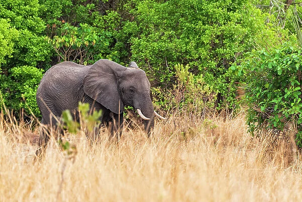 Africa, Tanzania, Katavi National Park. An elephant walking