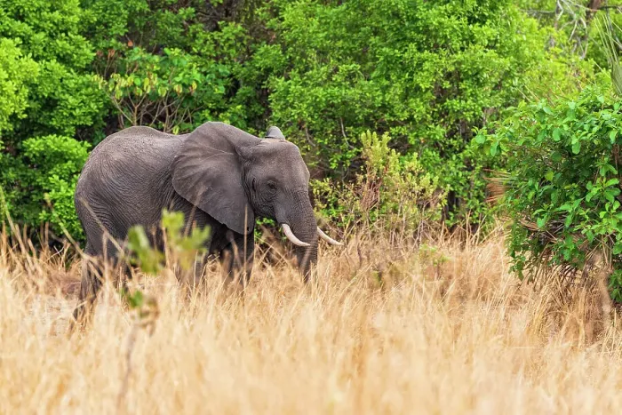 Framed Print : Africa, Tanzania, Katavi National Park. An elephant walking