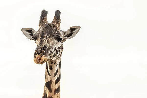 Africa, Tanzania, Katavi National Park. portrait of a female giraffe