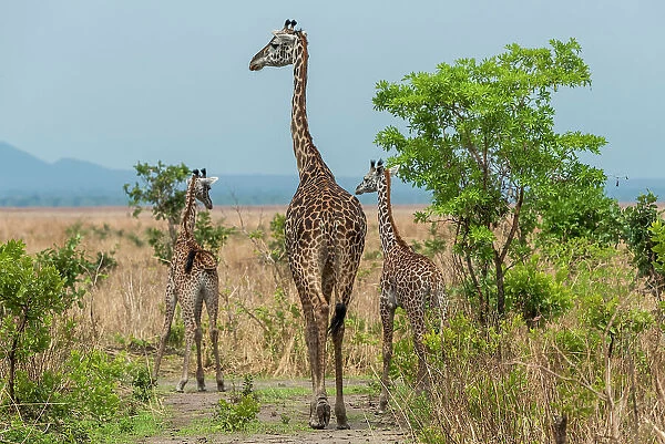Africa, Tanzania, Katavi National Park. A giraffe family