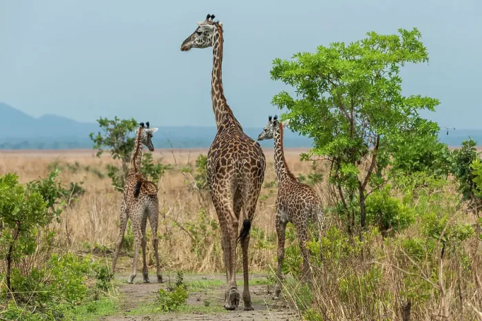 Framed Print : Africa, Tanzania, Katavi National Park. A giraffe family Framed Print : Africa, Tanzania, Katavi National Park. A giraffe family