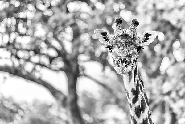 Africa, Tanzania, Katavi National Park. Black and white portrait of a female giraffe