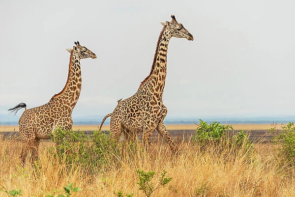 Africa, Tanzania, Katavi National Park. Two giraffes running