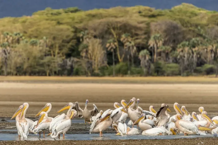 Framed Print : Africa, Tanzania, Lake Eyasi. A group of great white pelicans Framed Print : Africa, Tanzania, Lake Eyasi. A group of great white pelicans