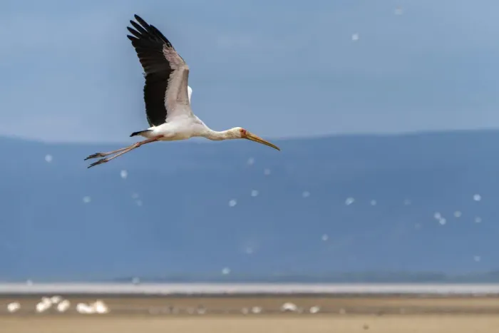 Framed Print : Africa, Tanzania, Lake Eyasi. Yellow billed stork flying Framed Print : Africa, Tanzania, Lake Eyasi. Yellow billed stork flying