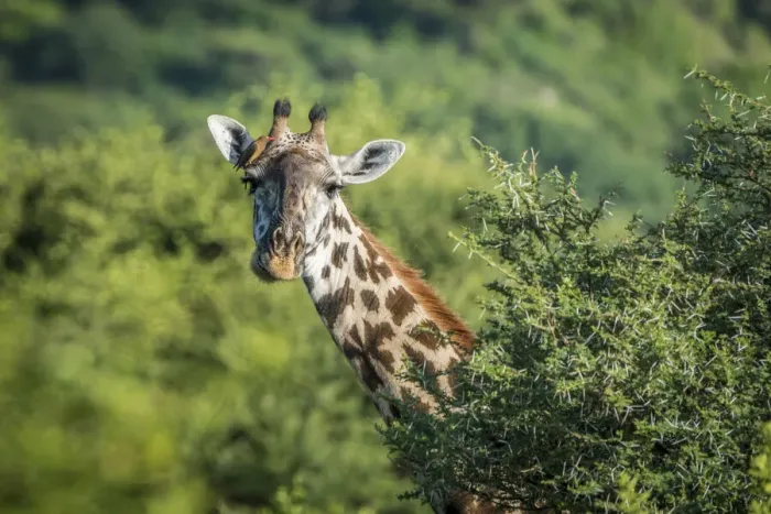 Framed Print : africa, Tanzania, Lake Manyara National Park. A giraffe, detail of the head and neck Framed Print : africa, Tanzania, Lake Manyara National Park. A giraffe, detail of the head and neck