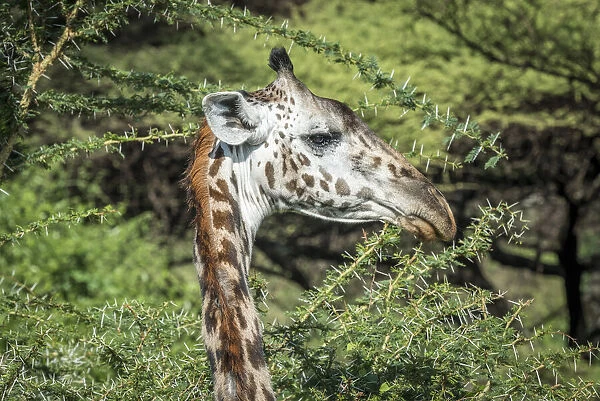 africa, Tanzania, Lake Manyara National Park. A giraffe, detail of the head and neck