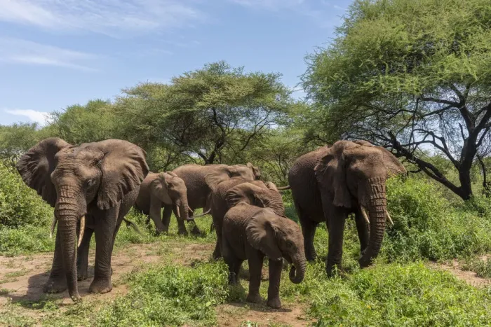 Framed Print : africa, Tanzania, Lake Manyara National Park. An elephant family Framed Print : africa, Tanzania, Lake Manyara National Park. An elephant family
