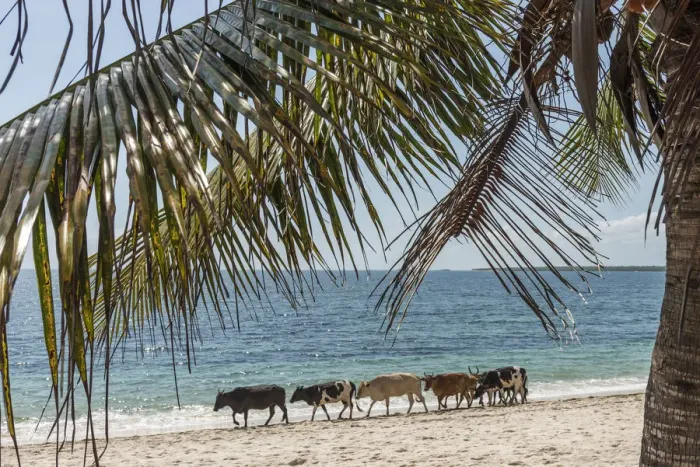 Framed Print : Africa, Tanzania, Lindi region. Cattle on the Jimbizi Beach of Kilwa Masoko Framed Print : Africa, Tanzania, Lindi region. Cattle on the Jimbizi Beach of Kilwa Masoko