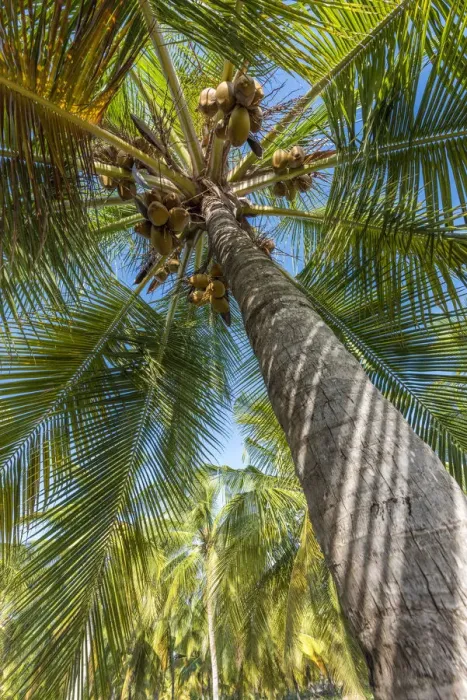 Framed Print : Africa, Tanzania, Lindi region. Songo Mnara. A picture of a coconut palm Framed Print : Africa, Tanzania, Lindi region. Songo Mnara. A picture of a coconut palm