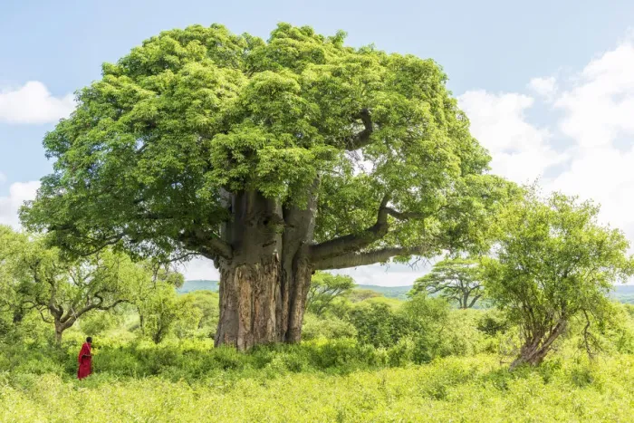 Framed Print : Africa, Tanzania, Loiborsoit. A beautiful big baobab tree Framed Print : Africa, Tanzania, Loiborsoit. A beautiful big baobab tree
