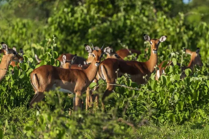 Framed Print : Africa, Tanzania, Loiborsoit. A group of Impalas Framed Print : Africa, Tanzania, Loiborsoit. A group of Impalas