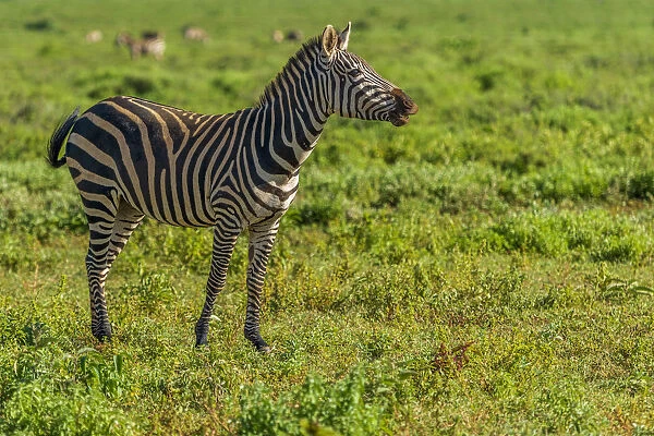 Africa, Tanzania, Loiborsoit. A happy zebra