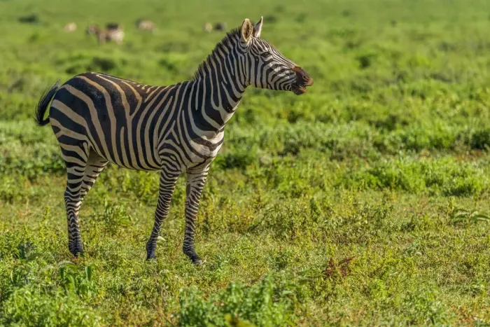 Framed Print : Africa, Tanzania, Loiborsoit. A happy zebra Framed Print : Africa, Tanzania, Loiborsoit. A happy zebra