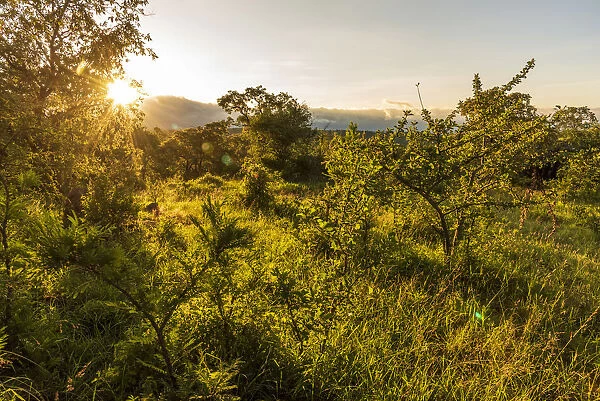 Africa, Tanzania, Loiborsoit. sunset in the Msailand landscape during green season