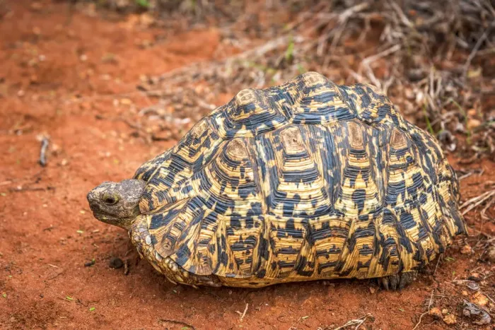 Framed Print : africa, Tanzania, Loibortsoit area. Leopard Tortoise