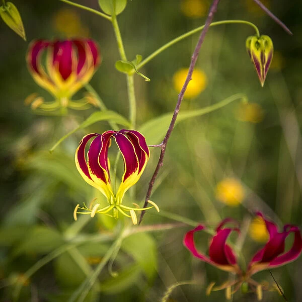 africa, Tanzania, Loibortsoit area. Flame lily