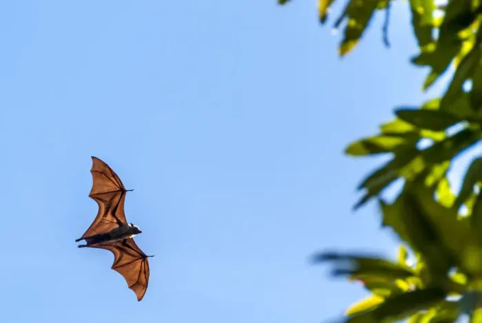 Framed Print : Africa, Tanzania, Mafia Island. Fruit eating bat on Juani island