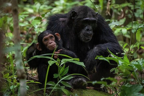 Africa, Tanzania, Mahale Mountains National Park. A female chimpanzee with her cub