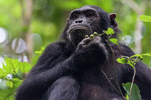 Africa, Tanzania, Mahale Mountains National Park. A portrait of a chimpanzee feeding