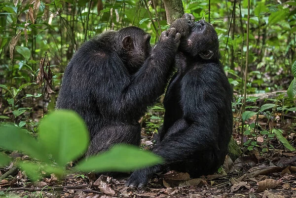 Africa, Tanzania, Mahale Mountains National Park. two male chimps grooming