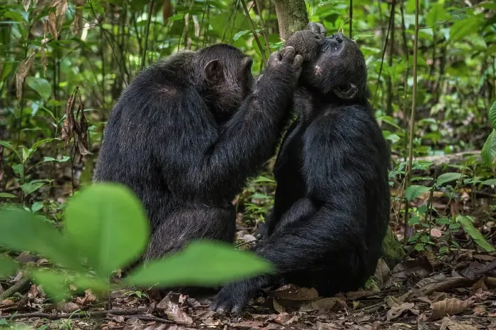 Framed Print : Africa, Tanzania, Mahale Mountains National Park. two male chimps grooming Framed Print : Africa, Tanzania, Mahale Mountains National Park. two male chimps grooming
