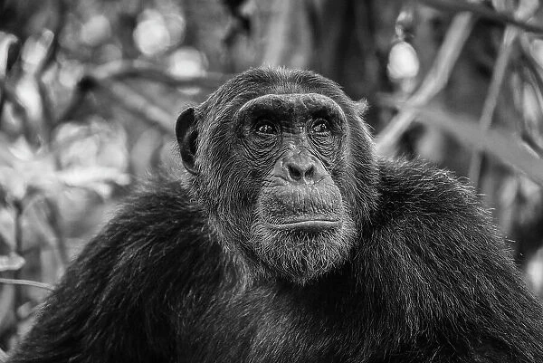 Africa, Tanzania, Mahale Mountains National Park. A black and white portrait of a male chimpanzee