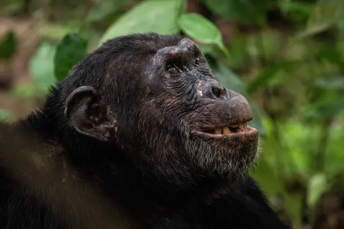 Framed Print : Africa, Tanzania, Mahale Mountains National Park. A portrait of a male chimpanzee Framed Print : Africa, Tanzania, Mahale Mountains National Park. A portrait of a male chimpanzee