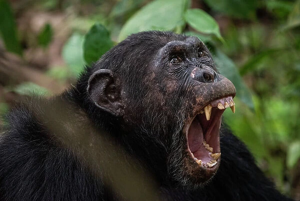 Africa, Tanzania, Mahale Mountains National Park. A male chimpanzee shouting and showing his teeth