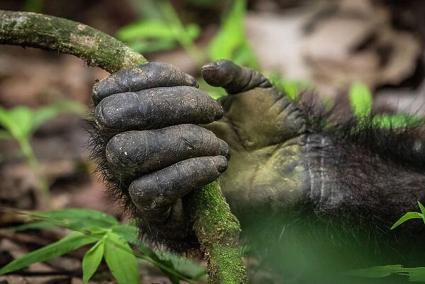 Africa, Tanzania, Mahale Mountains National Park. The hand of a chimpanzee