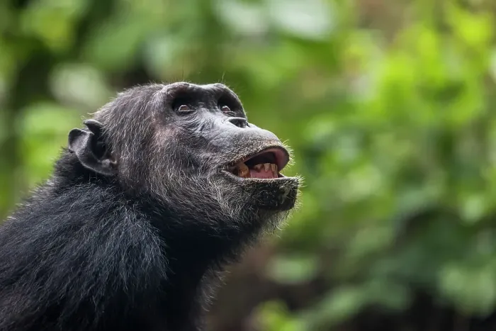 Framed Print : Africa, Tanzania, Mahale Mountains National Park. A portrait of a male chimpanzee