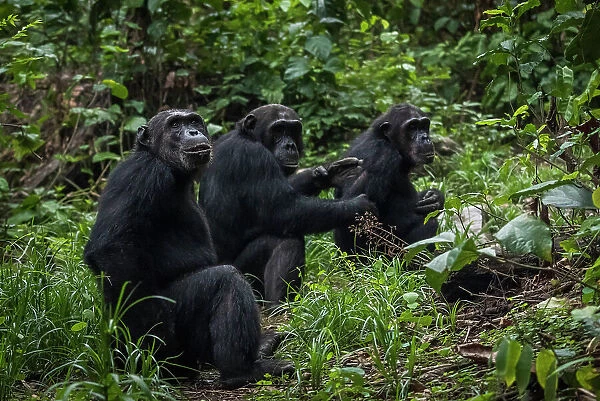 Africa, Tanzania, Mahale Mountains National Park. A group of chimpanzee grooming