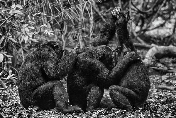 Africa, Tanzania, Mahale Mountains National Park. Black and white picture of chimps grooming