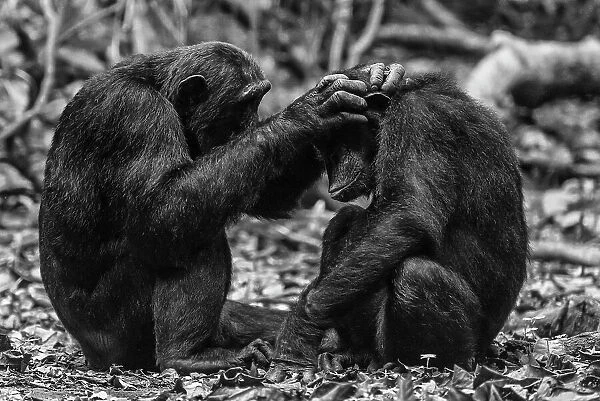 Africa, Tanzania, Mahale Mountains National Park. Black and white picture of two chimps grooming