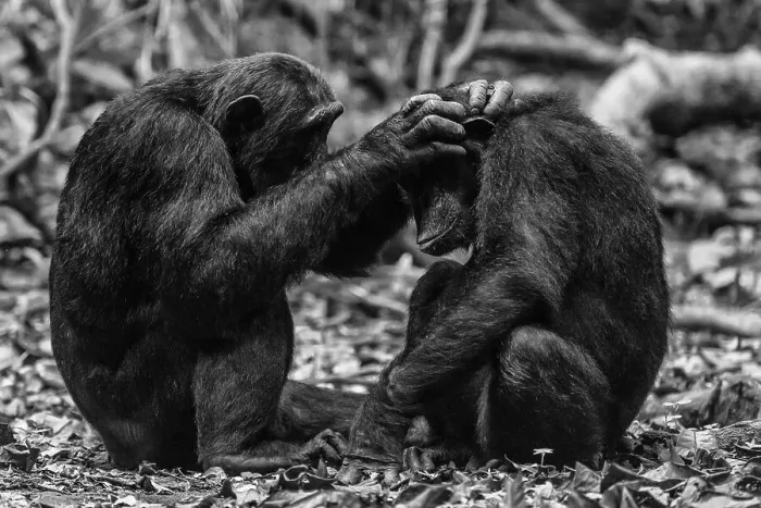 Framed Print : Africa, Tanzania, Mahale Mountains National Park. Black and white picture of two chimps grooming