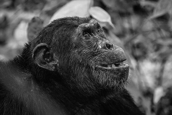Africa, Tanzania, Mahale Mountains National Park. A black and white portrait of a male chimpanzee