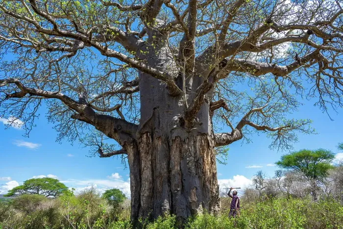 Framed Print : Africa, Tanzania, Manyara region, a Msai man near a baobab with his spear Framed Print : Africa, Tanzania, Manyara region, a Msai man near a baobab with his spear